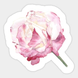 Rose Double Delight Sticker